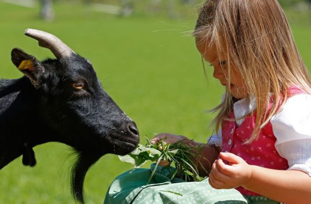 Sommerurlaub mit tollem Kinderprogramm - im Bild Kind im Streichelzoo beim Ziegen füttern